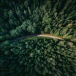 A New 10-Metre Forest Map Tries to Show What Tree Cover Alone Misses